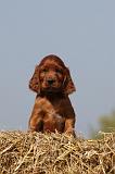 SETTER IRLANDAIS 114